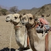 camel_desert_ma_v_0302_egy3577.jpg